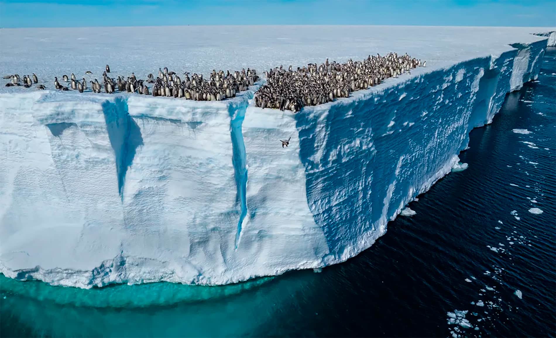 Documental Secretos de los Pingüinos.