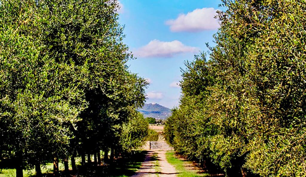 Aubocassa lanza su AOVE 2025-2026.