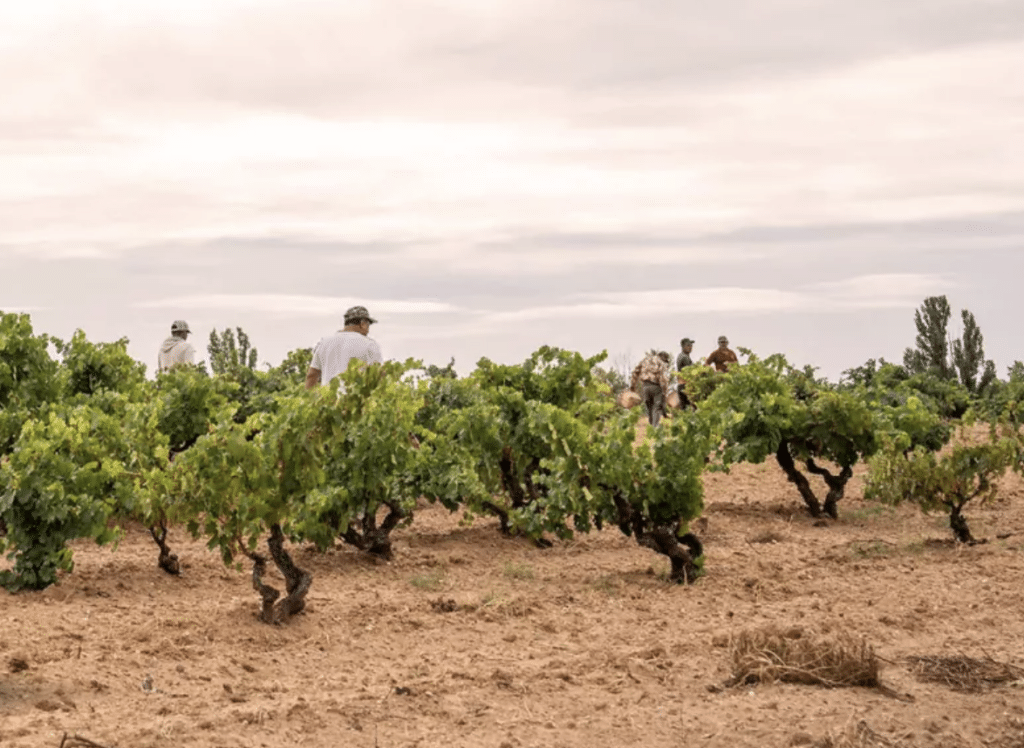Figuero, tres generaciones al servicio del vino 5 Captura de pantalla 2026 03 16 a las 1.01.30