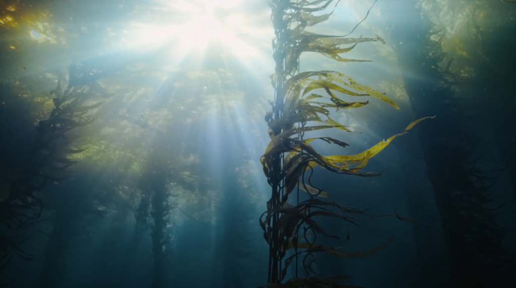 Hyundai y los océanos, dar nombre a lo invisible 6 mk03