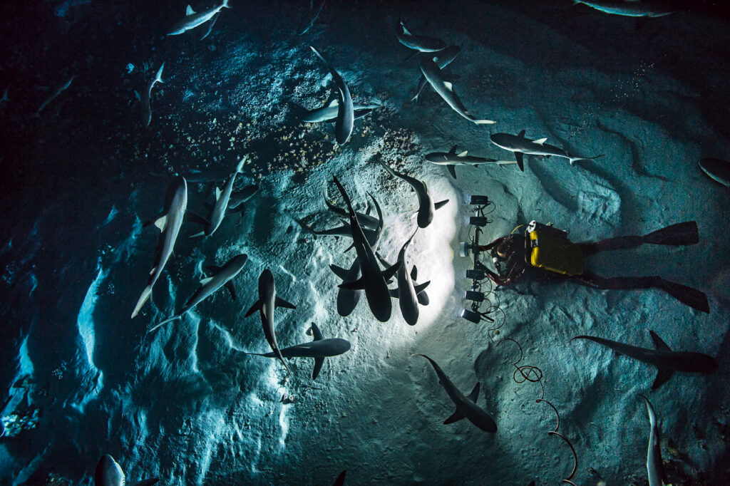 Blancpain convierte el tiempo submarino en una herramienta de exploración 5 BOC PADI Global Shark Ray Census ©Laurent Ballesta