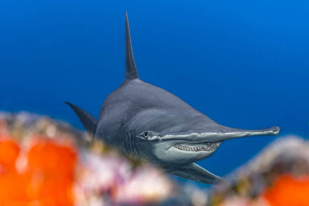 Blancpain convierte el tiempo submarino en una herramienta de exploración 3 BOC Tamataroa Great hammerhead Shark © Laurent Ballesta