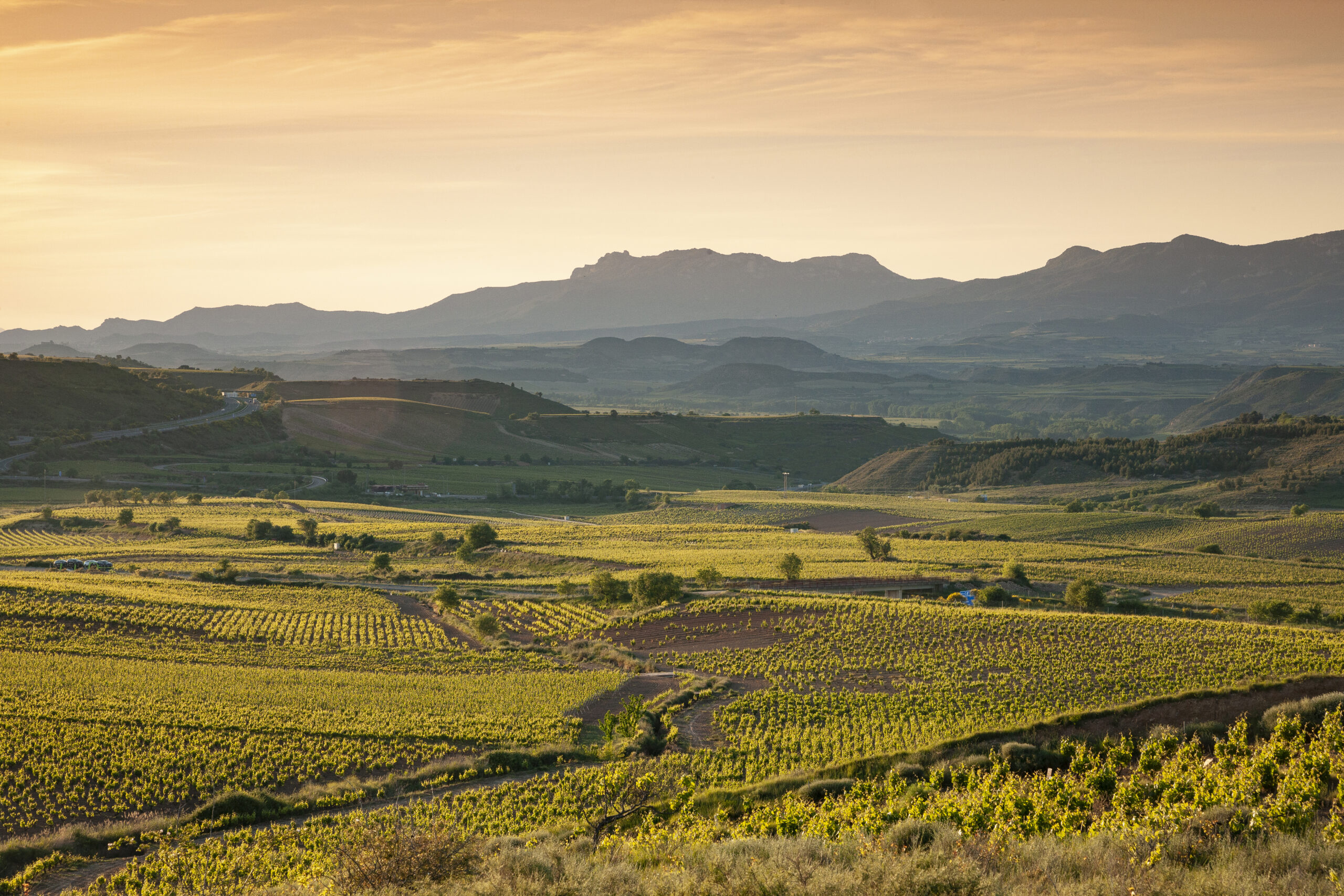 Bodegas Riojanas Vinedo paisaje scaled