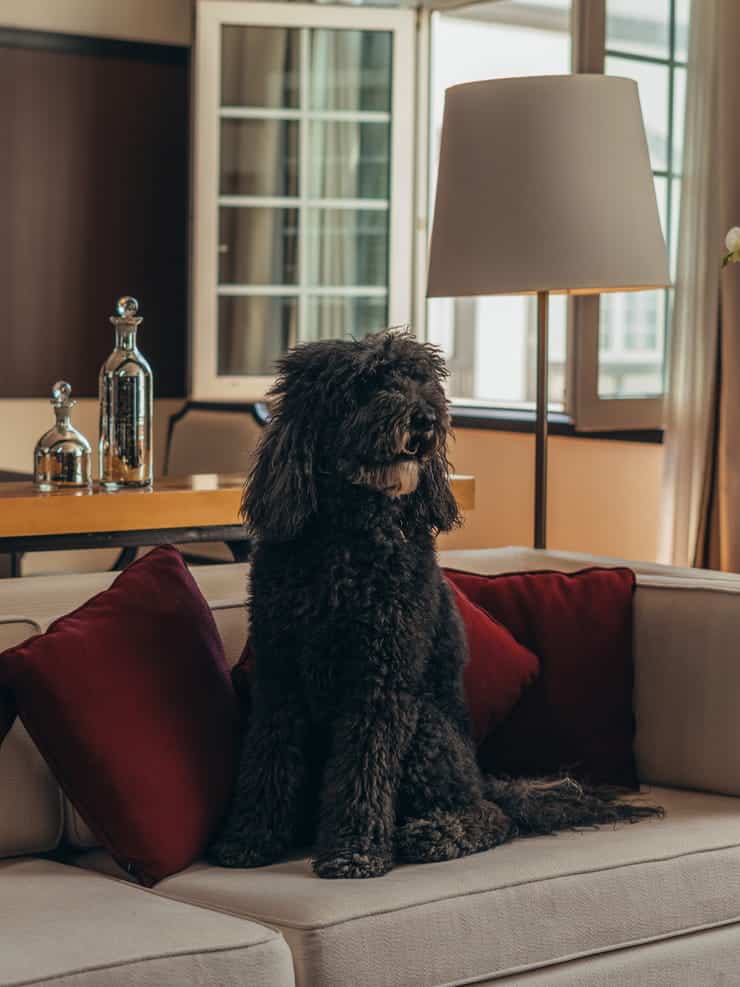 A DESCARGAR FOTOS — Four Seasons Hotel Mexico City Pampered Puppies
