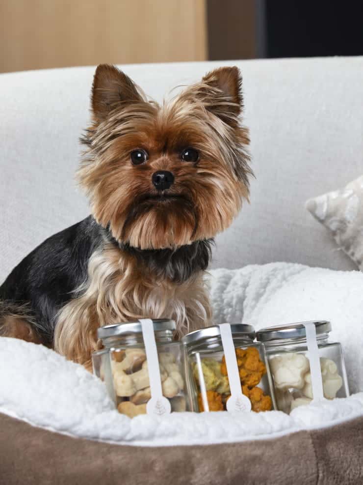 Ia DESCARGAR FOTOS — Four Seasons Hotel Mexico City Pampered Puppies1