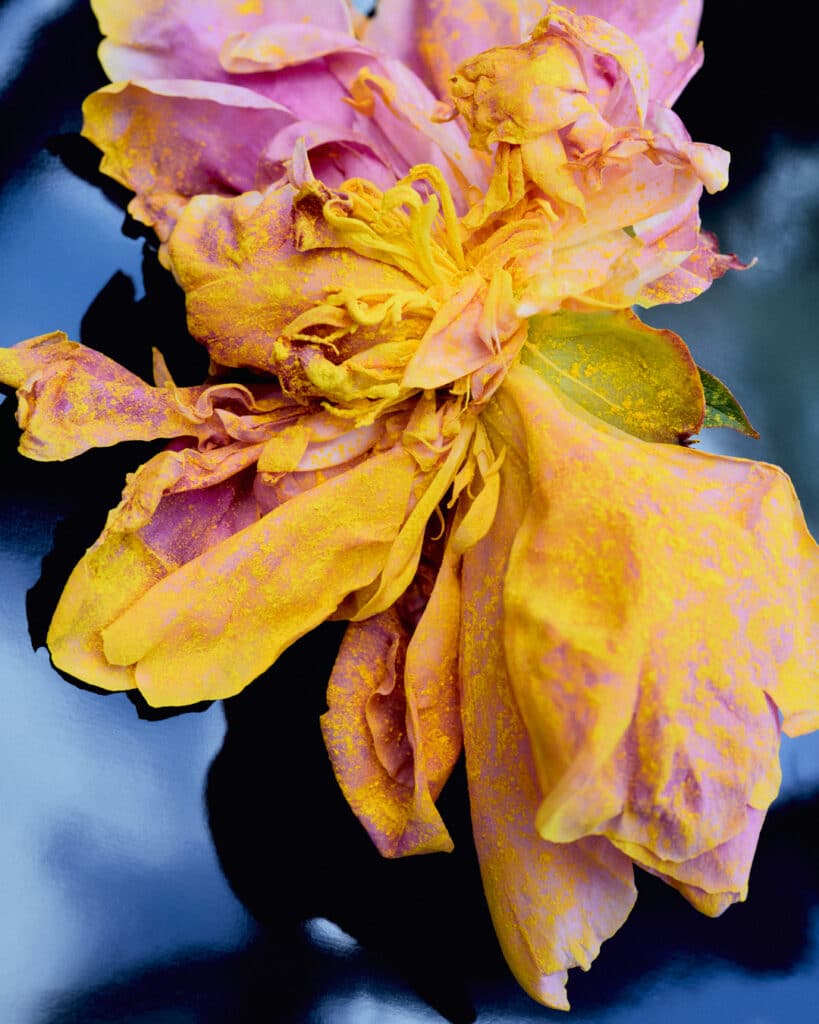 1080x1350 ROSETOPIA Sin logo