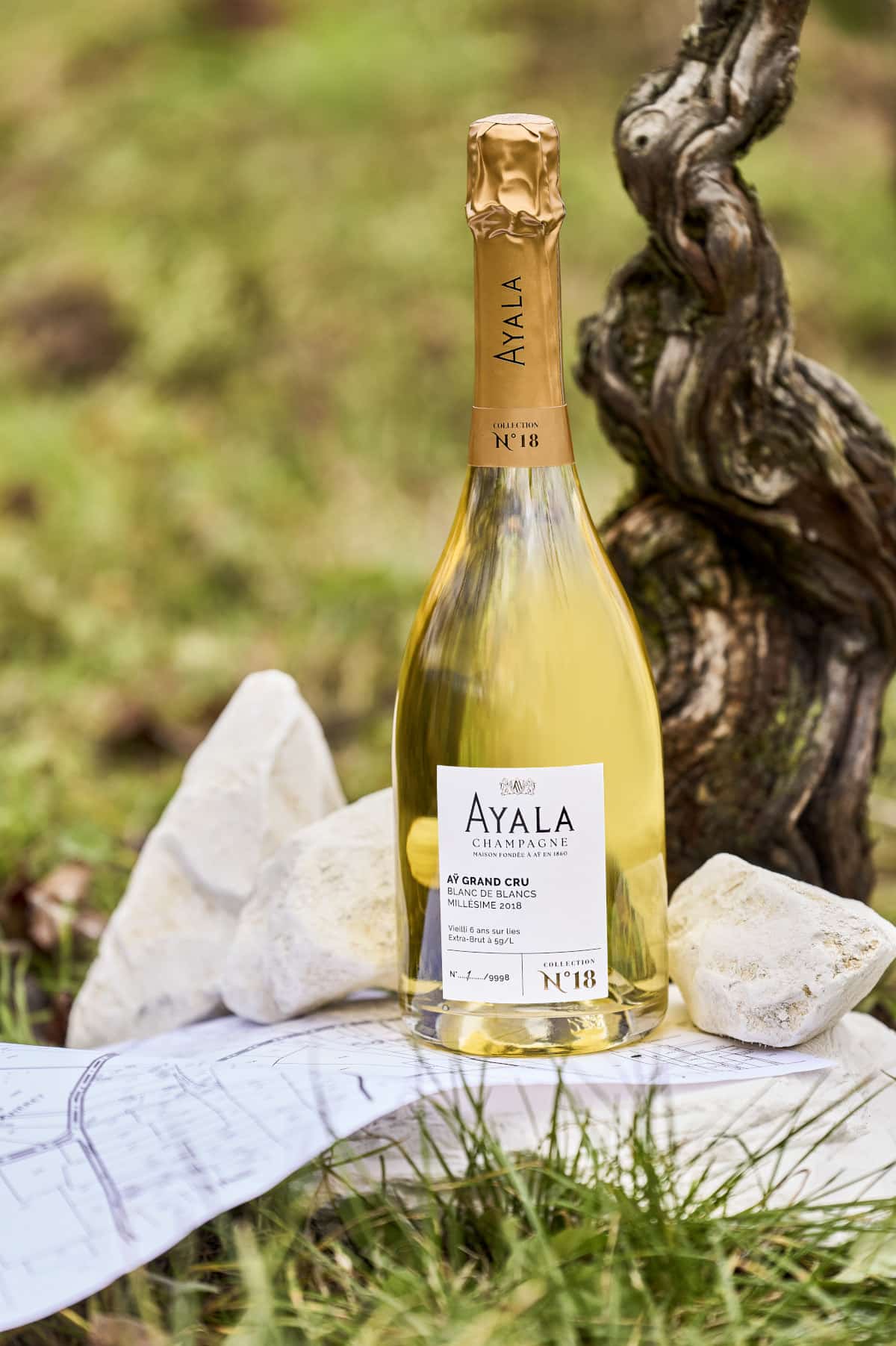 AYALA COLLECTION N18 1